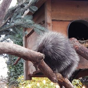 North American porcupine 091224