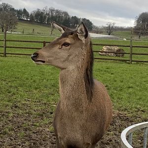 Central European red deer 091224