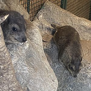 Arabian rock hyrax 091224