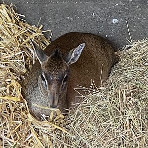 Kirk’s dik-dik 091224