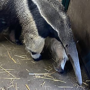 Giant anteater 091224