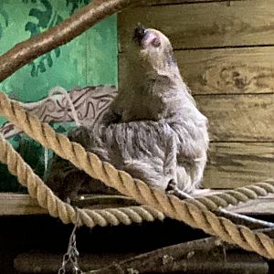 Linnaeus’ two-toed sloth 091224