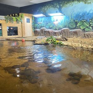 Cuban crocodile exhibit 091224