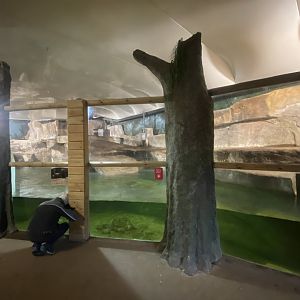 Giant otter exhibit 091224