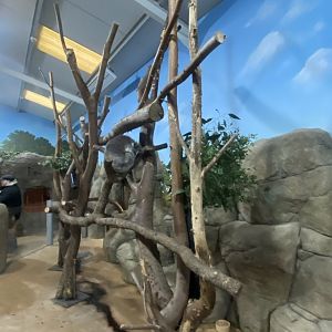 Victoria koala exhibit 091224