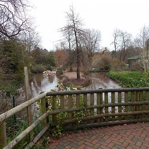Flamingo and waterfowl exhibit 111224