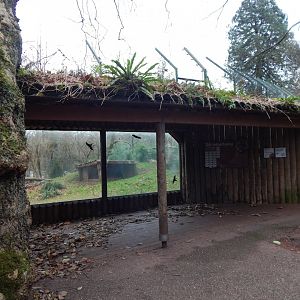 Sumatran tiger viewpoint 111224