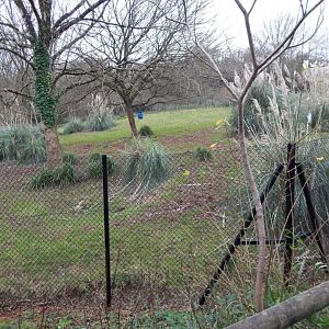 Eastern bongo exhibit 111224