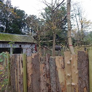 Binturong exhibit 111224