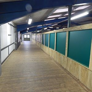 Rothschild's giraffe exhibit indoors 111224