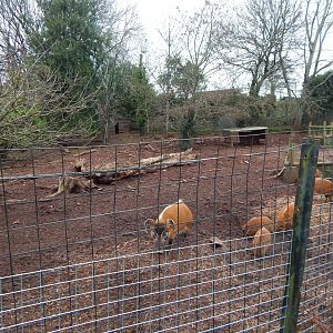Red river hog exhibit 111224