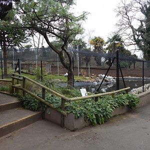 Dalmatian pelican and Sacred ibis exhibit 111224