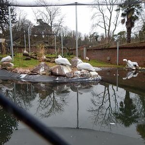 Dalmatian pelican and Sacred ibis exhibit 111224
