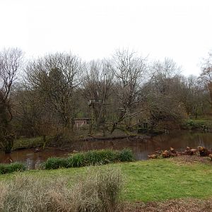 Lar gibbon island 111224