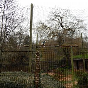Marabou aviary 111224