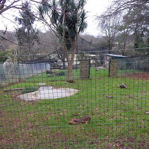 Wattled crane exhibit 111224