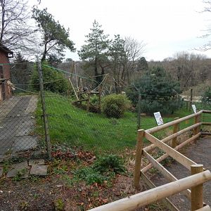Colombian brown spider monkey exhibit 111224