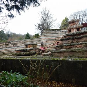 Hamadryas baboon exhibit 111224
