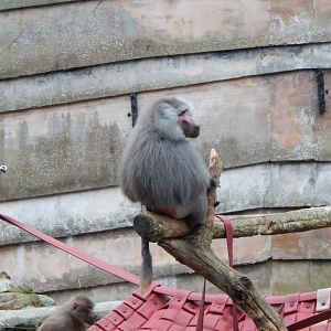 Hamadryas baboon 111224