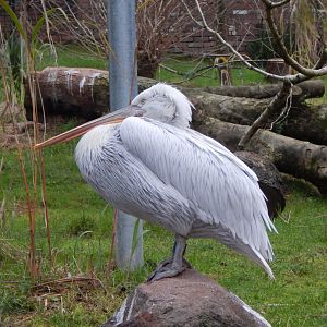 Dalmatian pelican 111224