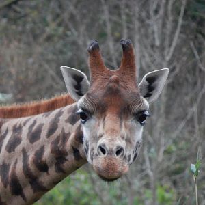 Rothschild's giraffe 111224