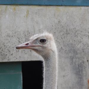 Red-necked ostrich 111224