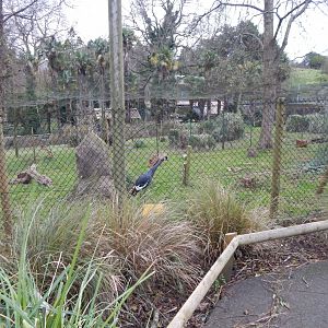 Western black-crowned crane aviary 111224
