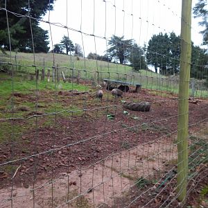 Collared peccary exhibit 111224