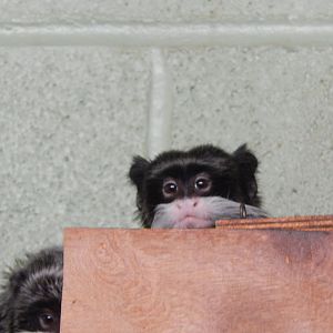Monkey Heights - Bearded emperor tamarin 111224