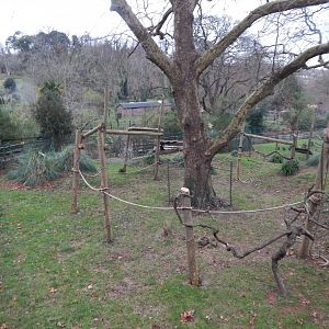 Monkey Heights - Diana monkey exhibit 111224