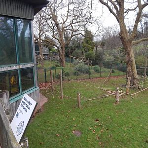 Monkey Heights - Sulawesi black crested macaque habitat 111224