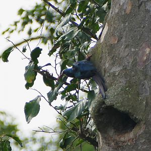 White-headed Woodhoopoe