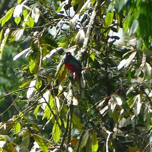 Bar-tailed Trogon