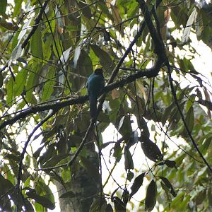 Bar-tailed Trogon