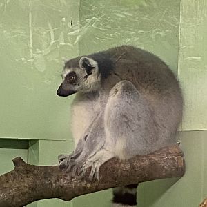 Ring-tailed lemur 111224