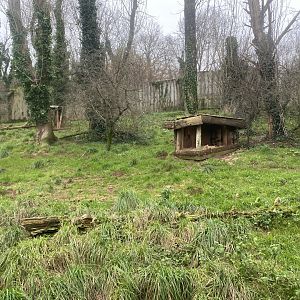 South African cheetah exhibit 111224