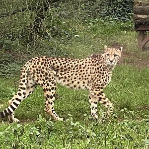 South African cheetah 111224