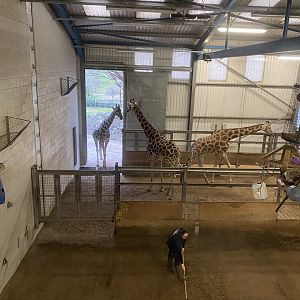 Rothschild’s giraffe indoors 111224