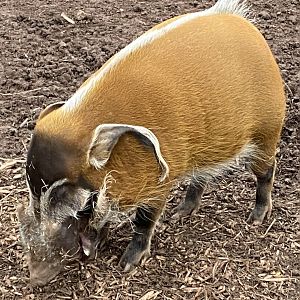 Red river hog 111224