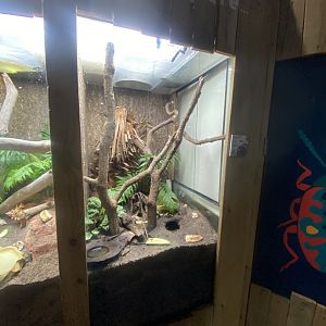 Bugs at Home - Coconut crab exhibit 111224