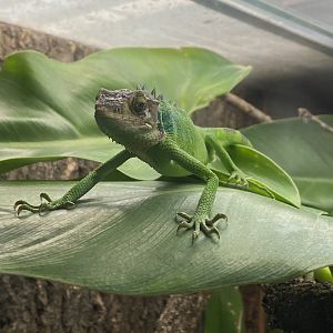 Lizard inhabitant in Bugs at Home 111224