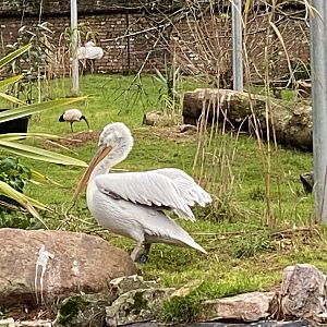 Dalmatian pelican 111224