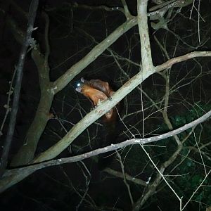 Formosan Giant Flying Squirrel