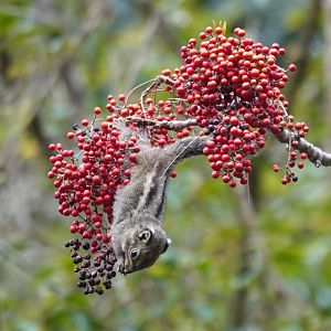 Maritime Striped Squirrel