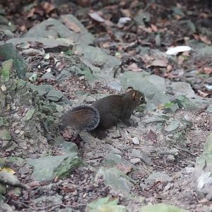 Perny's Long-nosed Squirrel