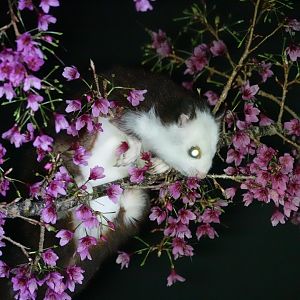 Taiwan Giant Flying Squirrel