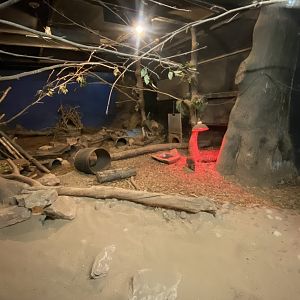 Nocturnal House - Short-beaked echidna exhibit 111224