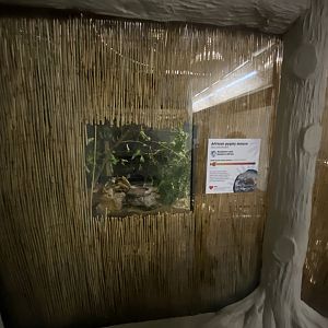 Nocturnal House - Sub-Saharan pygmy mouse exhibit 111224