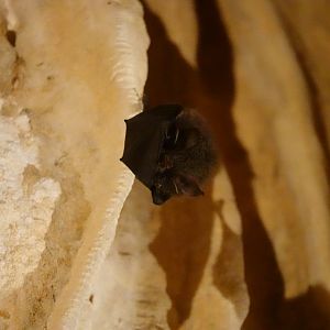 Formosan Woolly Horseshoe Bat