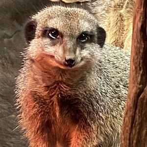 Meerkat 111224